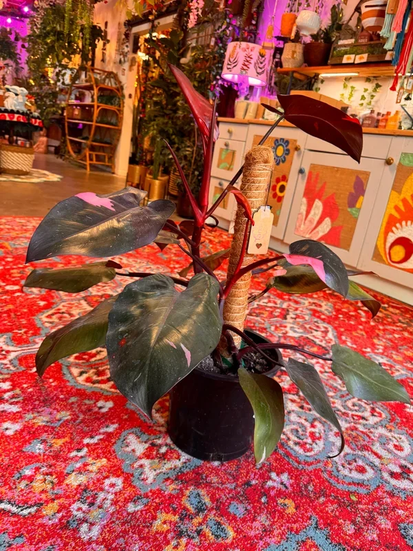 10″ Philodendron Pink Princess (Philodendron erubescens ‘Pink Princess’)