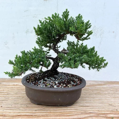 10+ Year Old Classic Juniper ‘Procumbens nana’ In Unglazed Ceramic Pot(No. 1389)