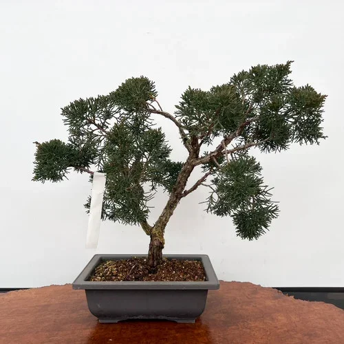 10 Year Old Pot Grown Juniper Shimpaku ‘Itoigawa’ No. 5098