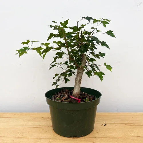 10+ Year Old Trident Maple In a training Pot No. 17593