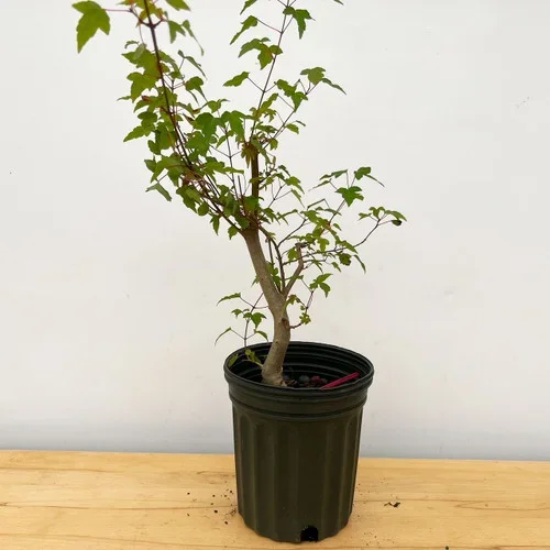 10+ Year Old Trident Maple In a training Pot No. 17662