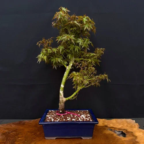10+ yr Old Non-Grafted Seed Grown Japanese Maple In a Yixing Ceramic Pot No. 14080