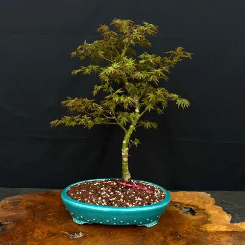 10+ yr Old Non-Grafted Seed Grown Japanese Maple In a Yixing Ceramic Pot No. 14144