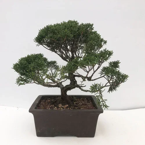 20+ Year Old Shimpaku Juniper ‘kishu’ (WEB2022) FREE SHIPPING