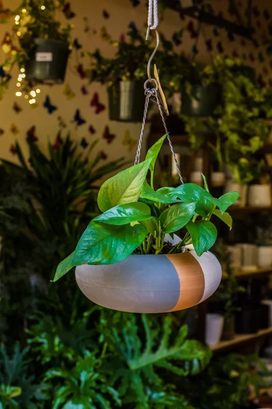 3″ Golden Pothos
