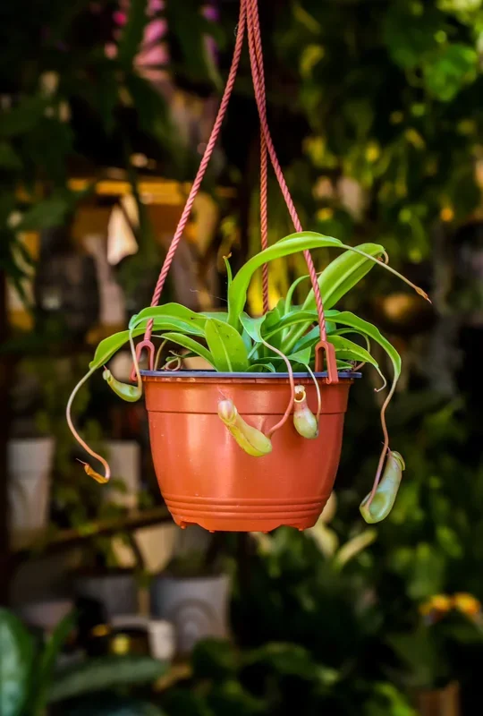 3″ Pitcher Plant (Nepenthes Monkey Cup)