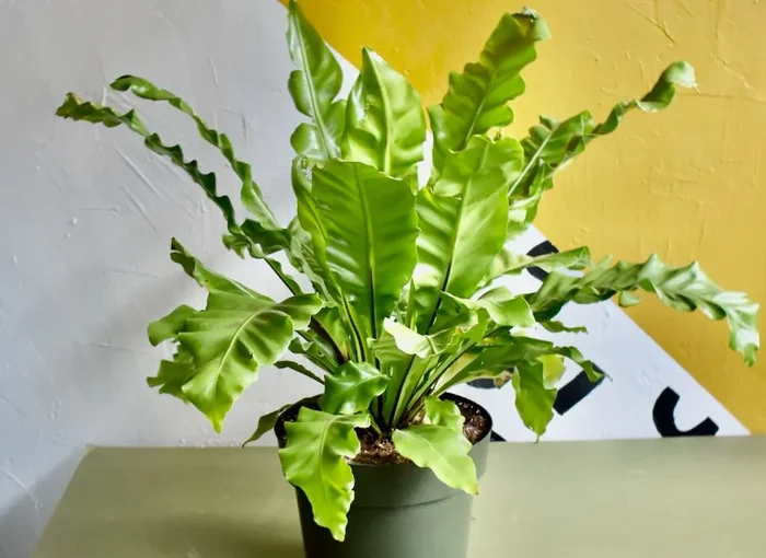 4″Birds Nest Fern
