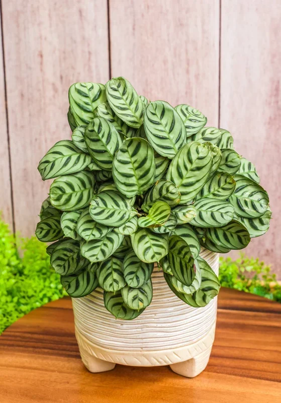 4″ Calathea Burle Marx