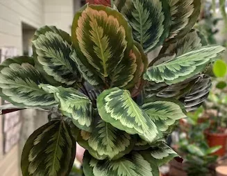4″ Calathea Mysty