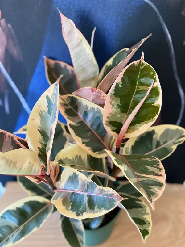 4″ Decora Tineke (Ficus elastica)