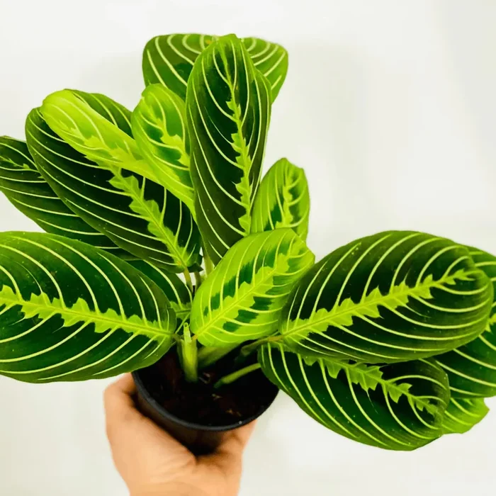 4″ Maranta Lemon Lime