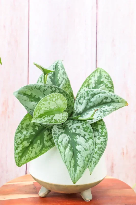 4″ Pothos Silver Splash (Scindapsus)