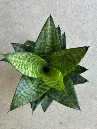 4″ Sansevieria Tiger Star