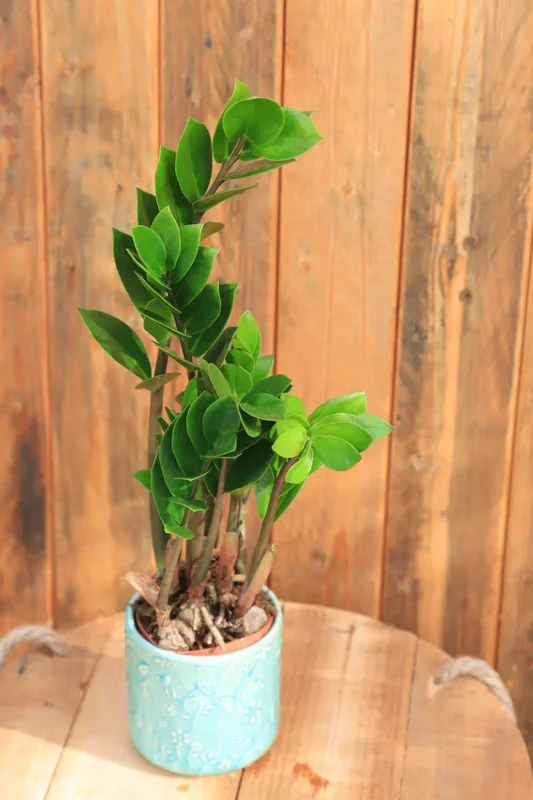4″ Zamioculcas Zamiifolia “ZZ”