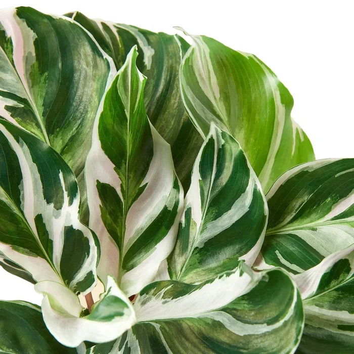 6″ Calathea ‘White Fusion’