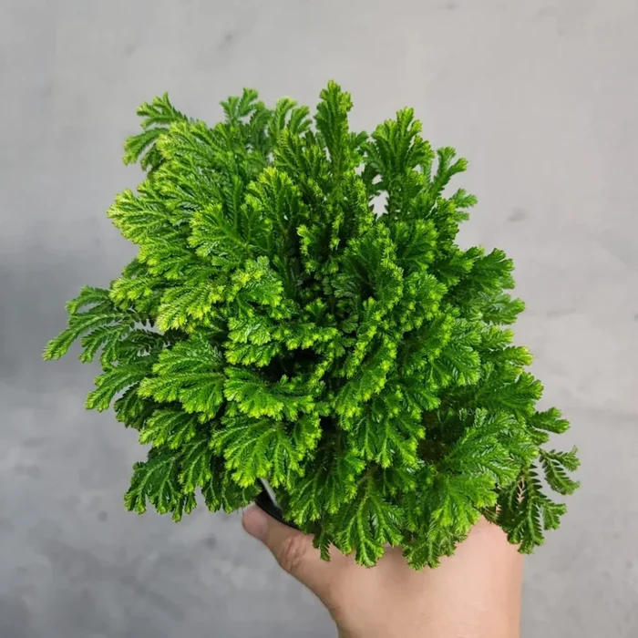 6″ Moss Fern (Selaginella pallescens)
