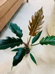 6″ Philodendron Caramel Pluto