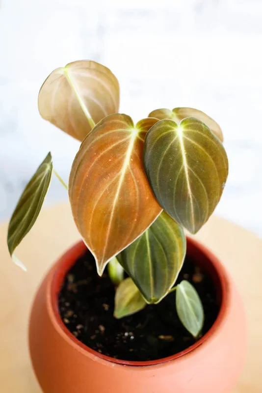 6″ Philodendron Melanochrysum XL