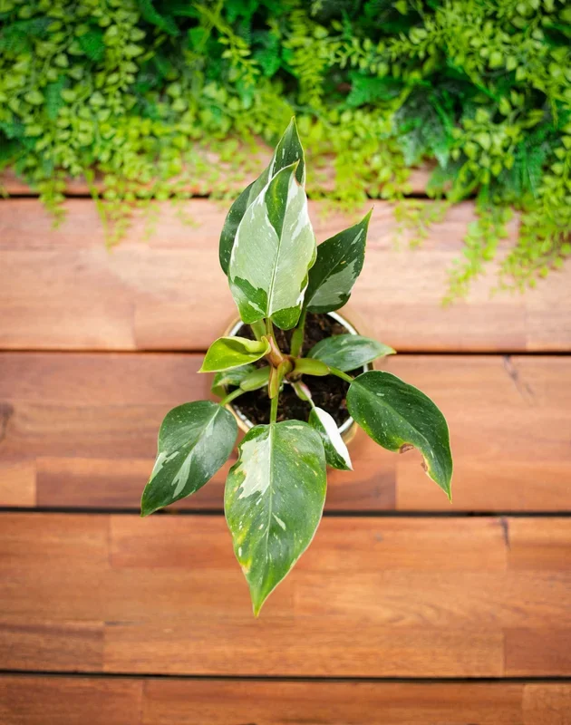 6″ Philodendron White Knight