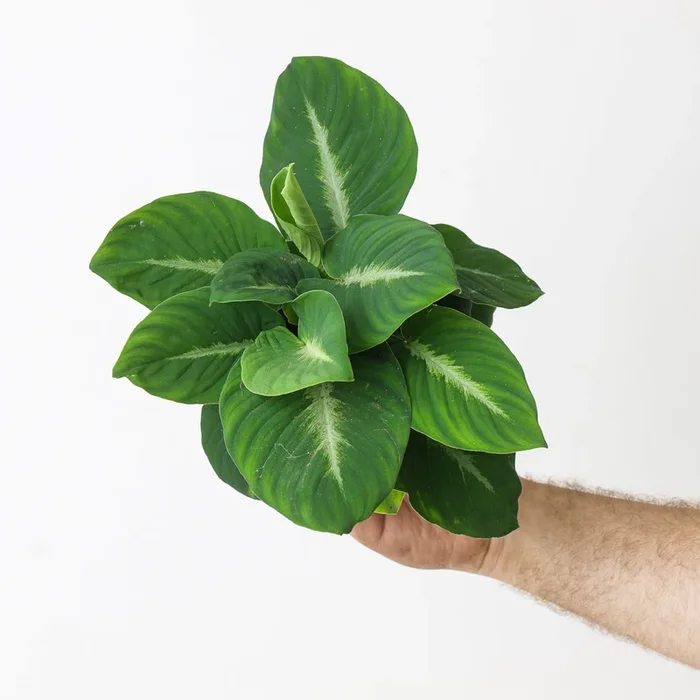 Adelonema palidinervium