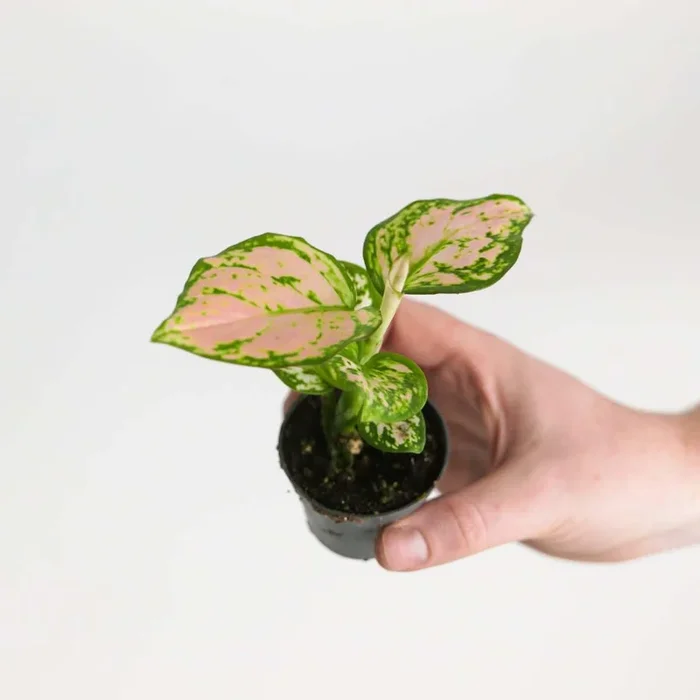 Aglaonema ‘Stacey’
