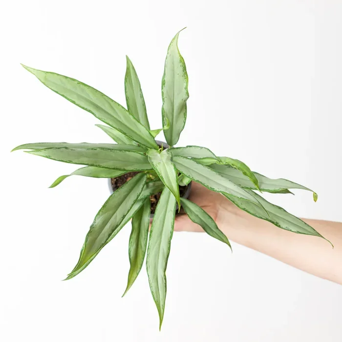 Aglaonema ‘White Lance’