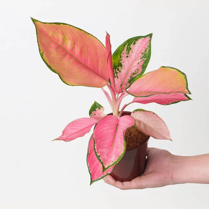 Aglaonema Flamingo