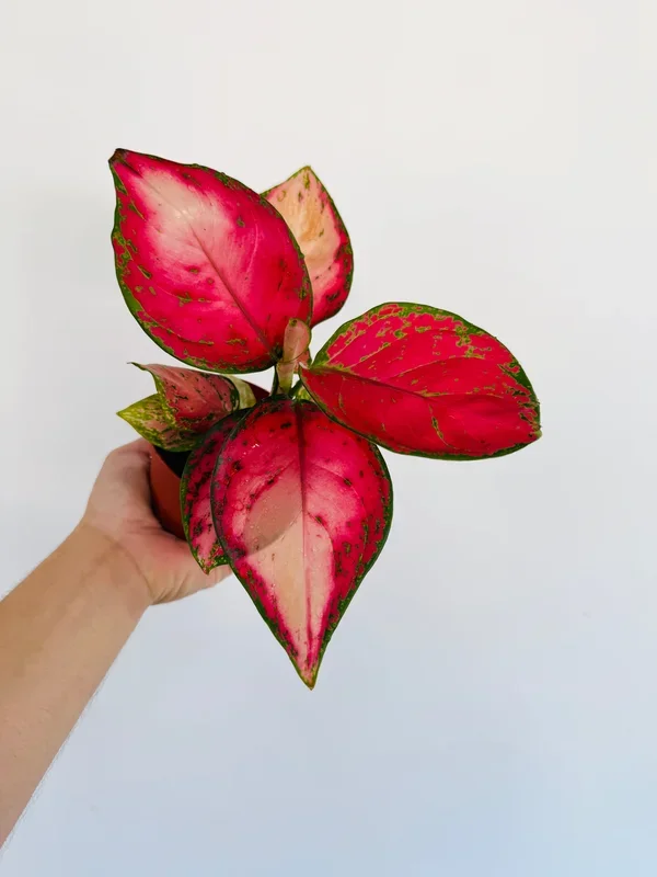 Aglaonema Red Emperor – 4″ Pot