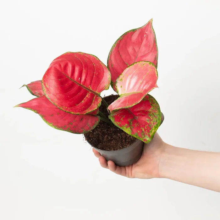 Aglaonema Red Joy