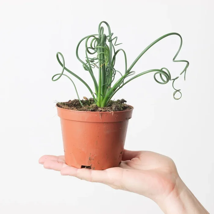 Albuca spiralis | Frizzle Sizzle
