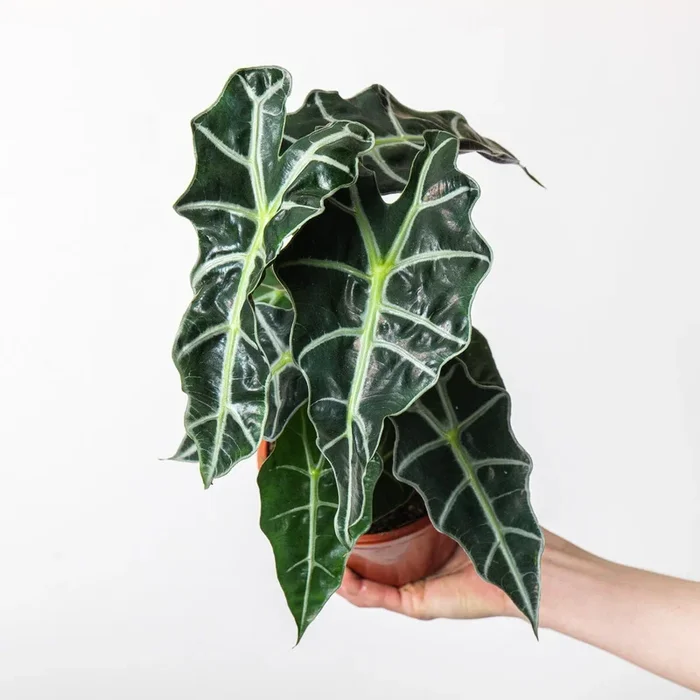 Alocasia ‘Amazonica Dwarf’