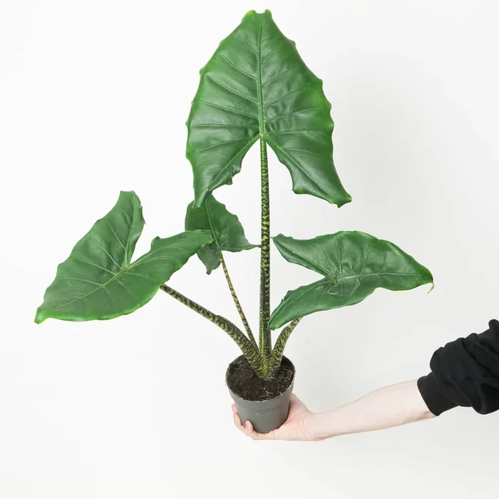 Alocasia ‘Little Zebrina’