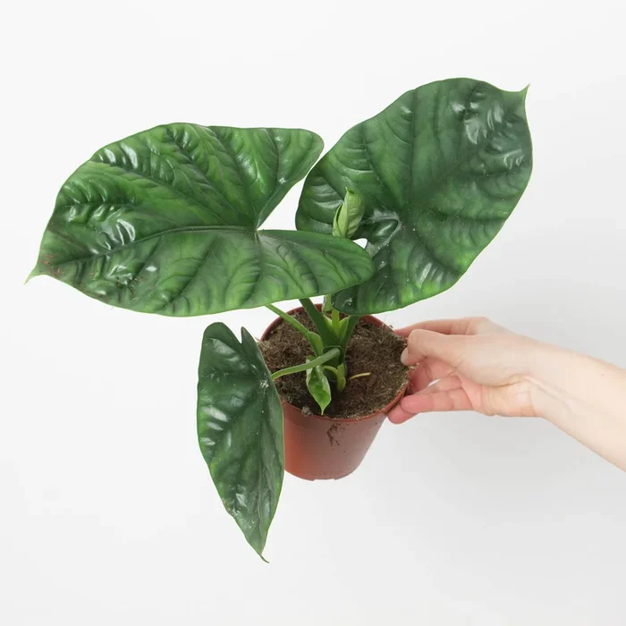 Alocasia ‘Lukiwan’ | sinuata x alba