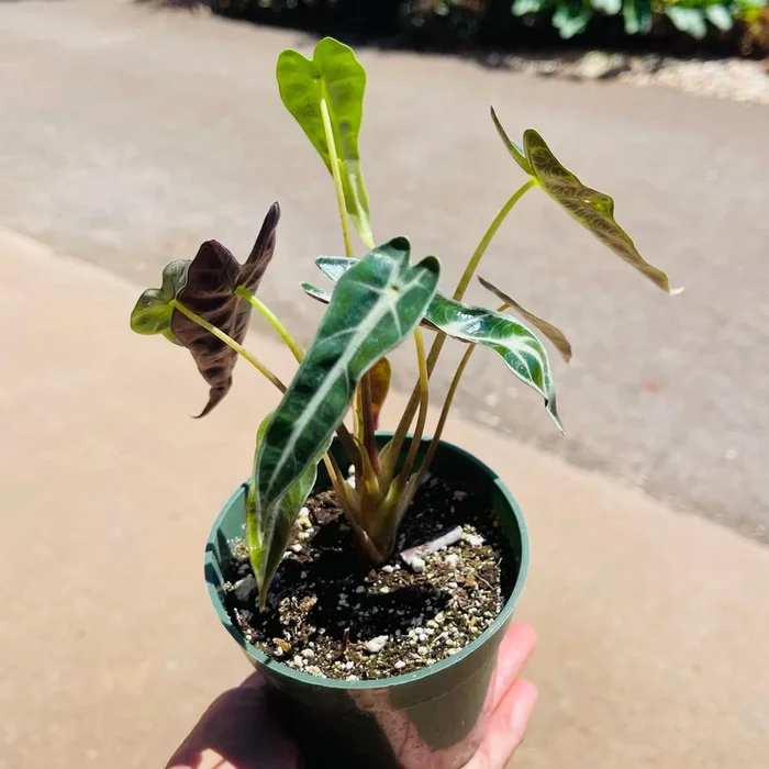 Alocasia “Fairy”