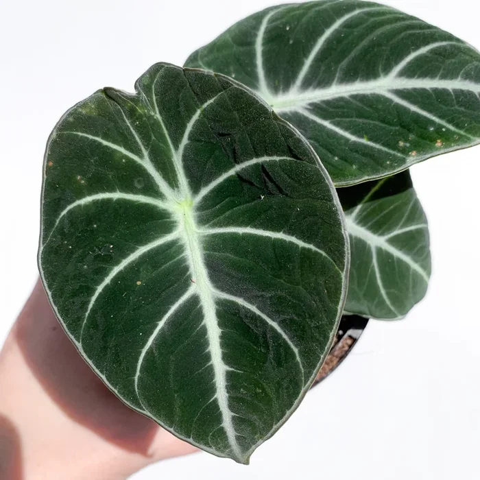 Alocasia Black Velvet – Live Plant in a 6 Inch Pot – Alocasia Reginula ‘Black Velvet’ – Extremely Rare Air Purifying Indoor Houseplant