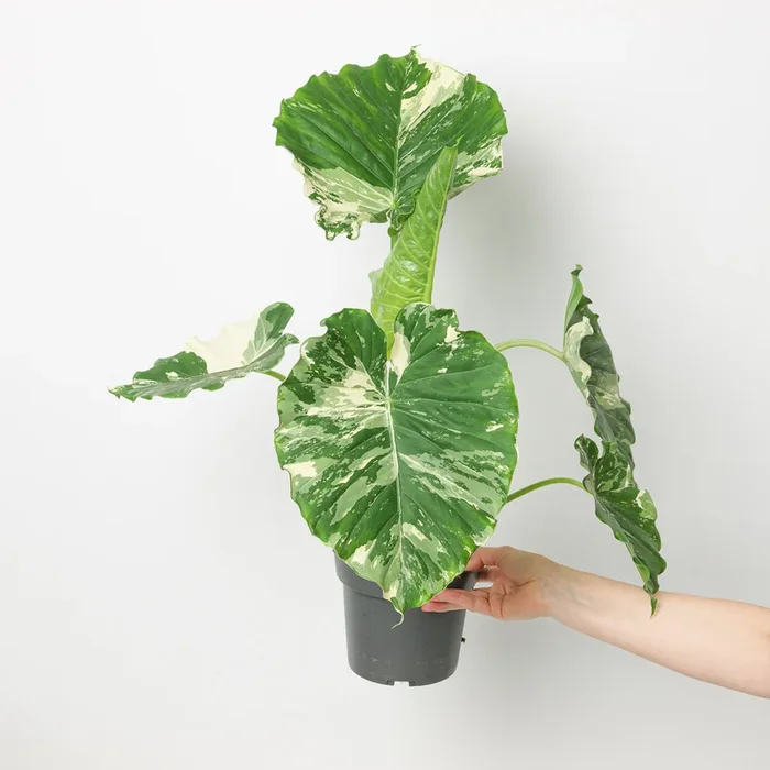 Alocasia gageana ‘Albo’