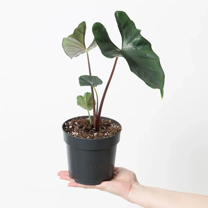 Alocasia princeps ‘Purple Cloak’