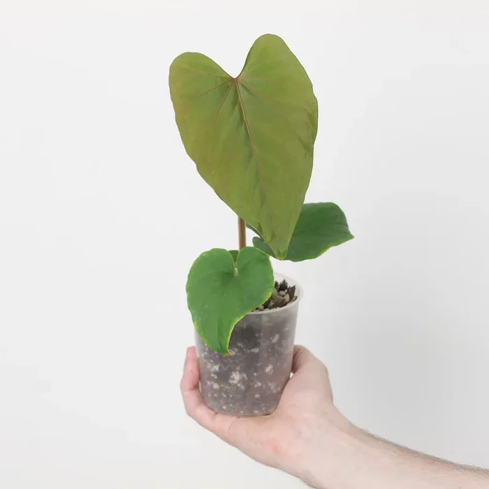Anthurium kunayalense x self