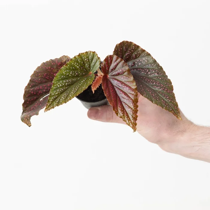 Begonia ‘Pink Spot’