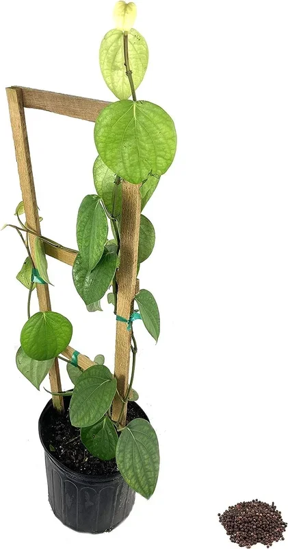 Black Pepper Plant – Live Tree in a 3 Gallon Pot with Trellis – Piper Nigrum – Edible Spice Plant for Gardens