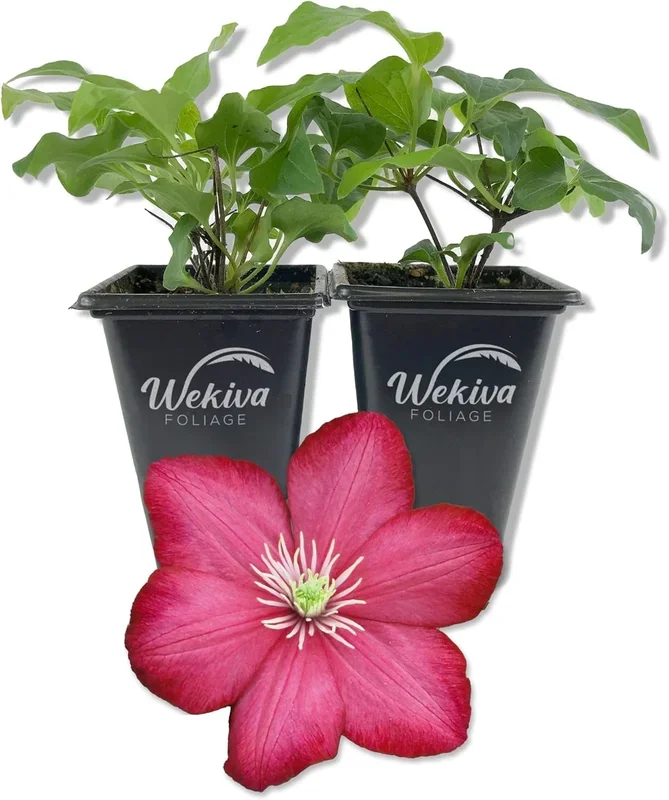 Clematis Ville de Lyon – Live Starter Plants in 2 Inch Growers Pots – Clematis ‘Ville de Lyon’ – Starter Plants Ready for The Garden – Beautiful Red Flowering Vine