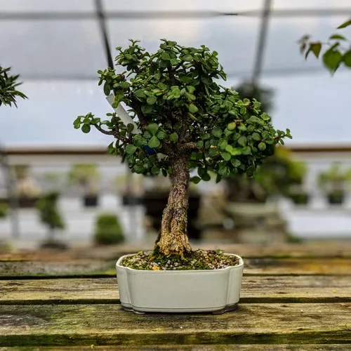 Cork Bark Mini Jade “portulacaria afra” In Glazed Japanese Ceramic Pot (WEB1309)