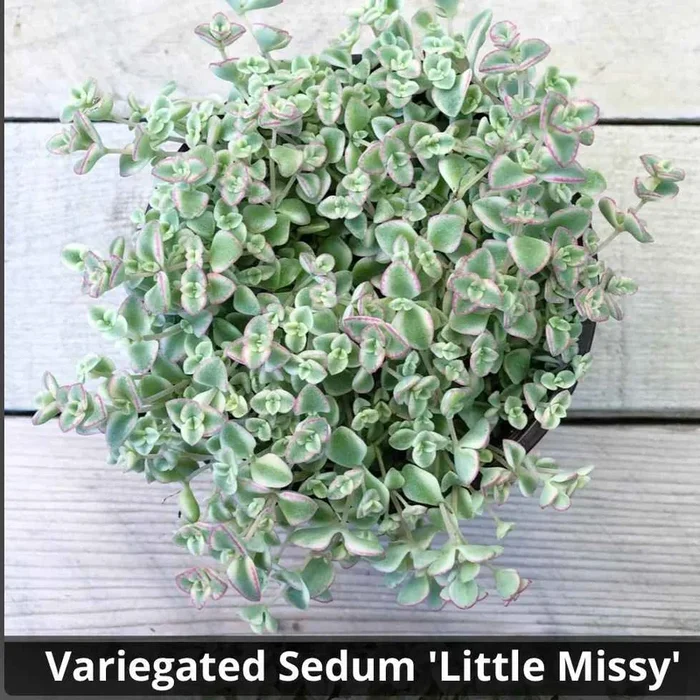 Crassula Sedum ‘Little Missy’ 4”