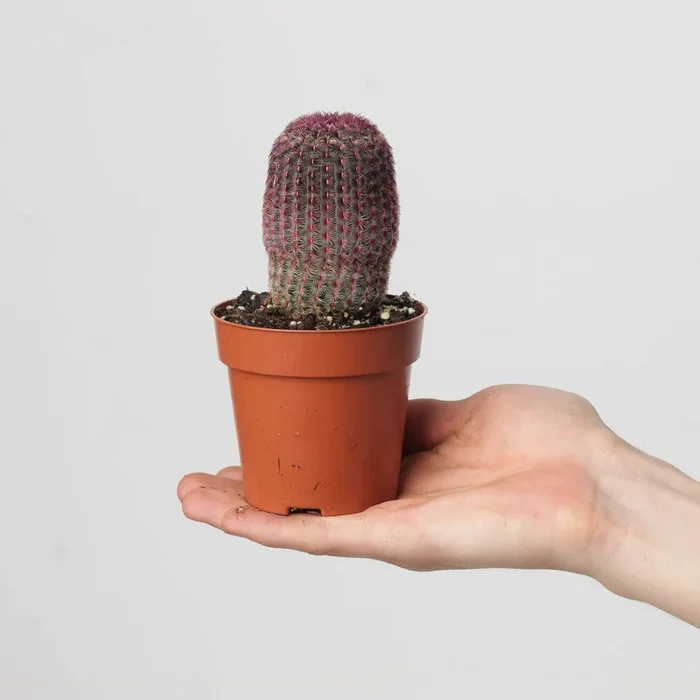 Echinocereus rigidissimus var. rubispinus