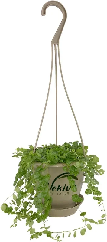 Enchanting String of Turtles Hanging Basket – Live Plant in a 4.5 Inch Hanging Nursery Pot – Peperomia Prostrata – Nature’s Masterpiece in a Hanging Basket – Indoor Vine Houseplant