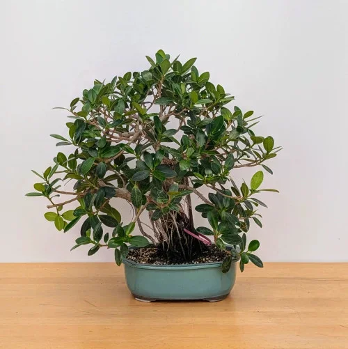 Green Island Ficus in a Green Glazed Ceramic Pot (No. 11475)