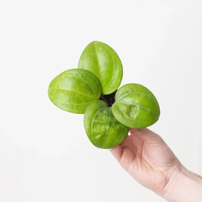 Hoya Sarawak Cream