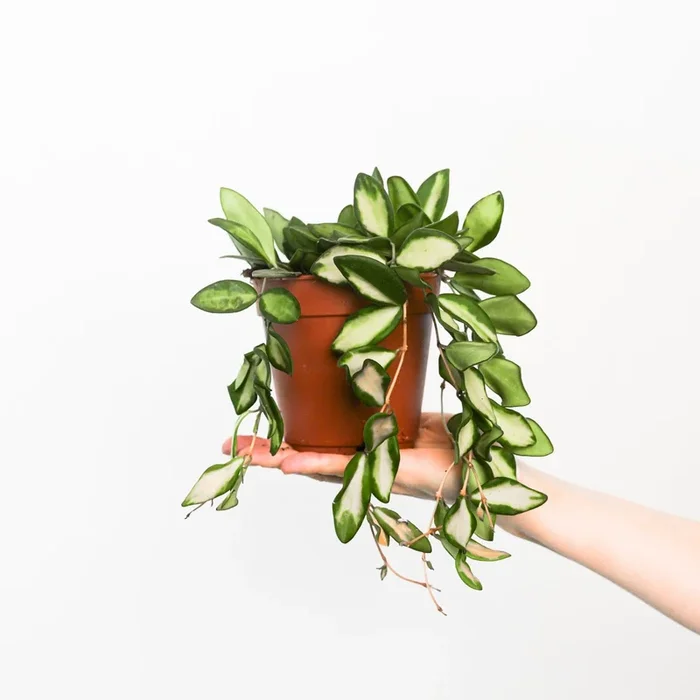 Hoya sp. aff burtoniae ‘DS70’