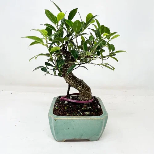 Imported S-Curve Tiger Bark Ficus with great Branching in a Yixing Ceramic Pot No. 12985