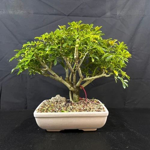 Mature Single Trunk Hawaiian Umbrella in Glazed Ceramic Pot (No. 19190)